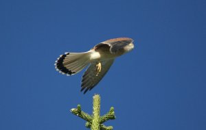 Nankeen Kestrel