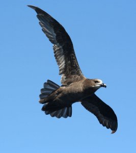 Great-winged Petrel (Grey-faced Petrel)