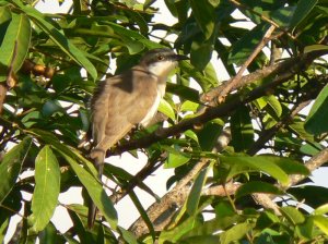 Dark-billed Cuckoo   -   Coulicou de Vieillot