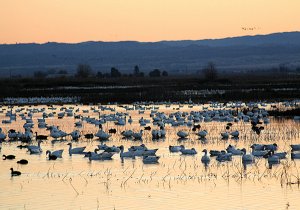 Sunset at Colusa Wildlife Refuge