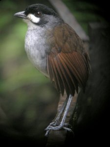 Jocotoco Antpitta