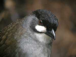 Jocotoco Antpitta