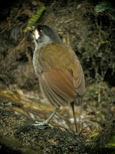 Jocotoco Antpitta