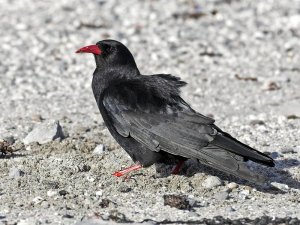 Chough