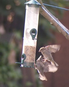 Fighting house sparrows