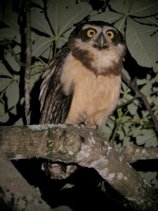 Spectacled Owl