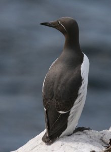 Guillemot