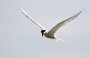 Arctic tern