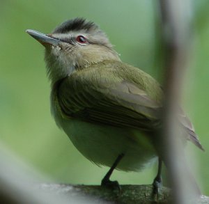 Another Red-eyed Vireo