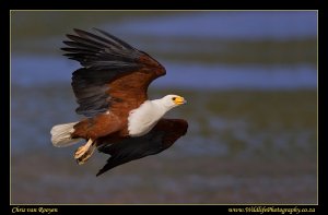 African Fish Eagle