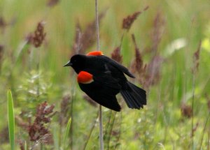 Red-winged Blackbird