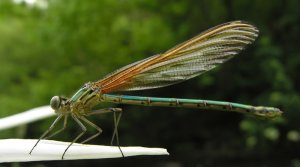 Damsel Fly