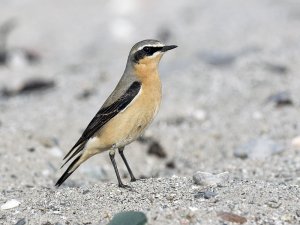 Northern (Greenland) Wheatear