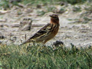 RED THROATED PIPIT ( Anthus cervinus)