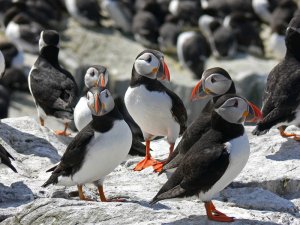 The Colonial Puffin