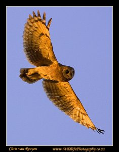 Marsh Owl