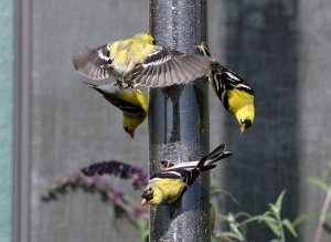 Feeding frenzy