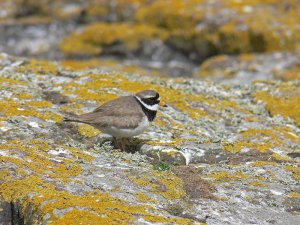 Ringed Plover of  Rocky Shore