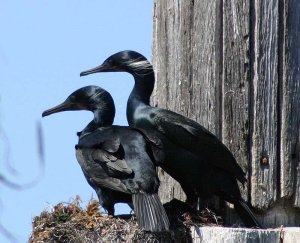 Elkhorn Slough