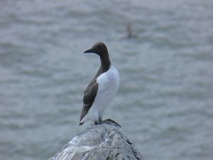 Guillemot Lookout