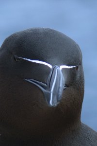 The Razorbill