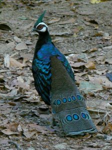 Palawan Peacock-Pheasant