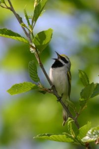 Golden-winged Warbler