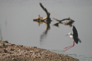 Black winged Stilt