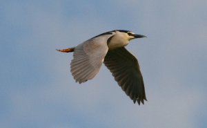 Night Heron