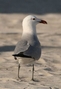 Audouin's Gull.