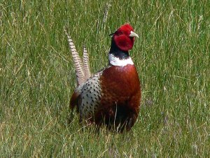 Ring-necked Pheasant