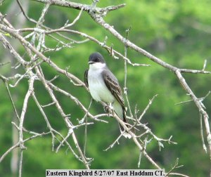 Eastern Kingbird