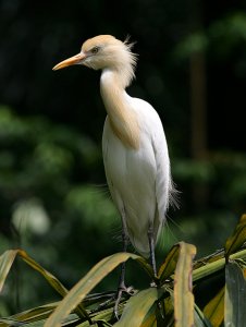 Cattle Egret