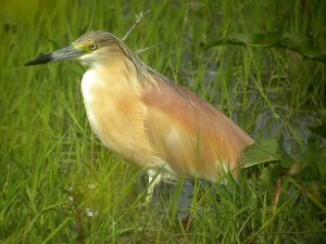 Squacco Heron