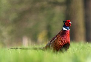 Colourfull pheasant