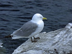 Kittiwake