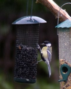 Great Tit