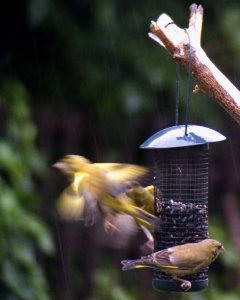 Greenfinches fighting