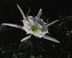 Cahaba Lily