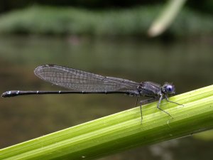 Dusky Dancer, Male