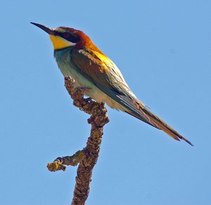 BEE EATER