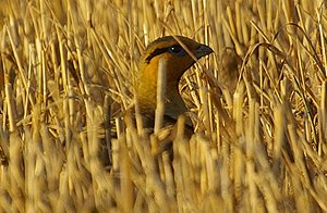 PIN TAILED SANDGROUSE