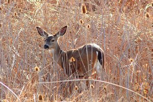 Mule Deer