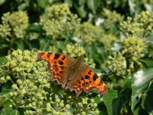 Comma Butterfly