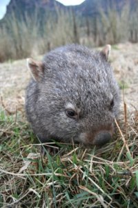 Little Wombat