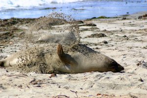 Sandbathing