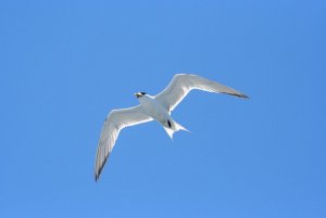 Crested Tern