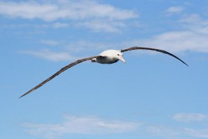 Wandering Albatross (Gibson's Albatross)