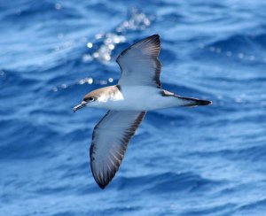 Bullers Shearwater