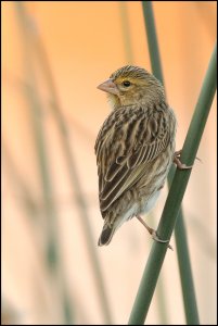 Female Bishop at dusk